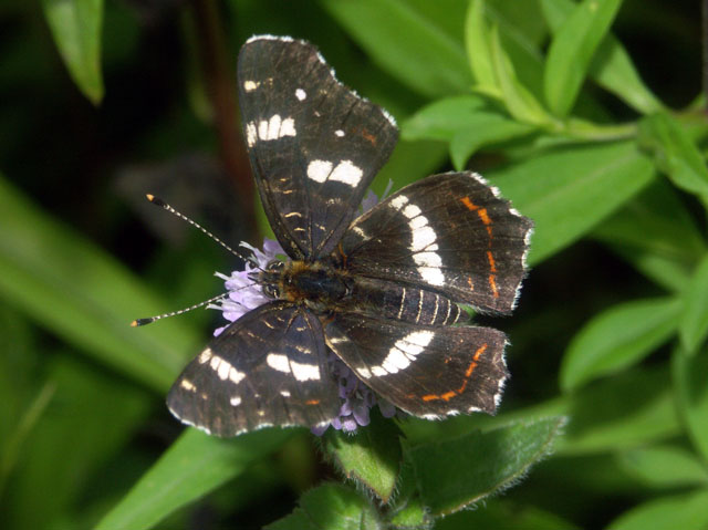 Araschnia levana - Copyright Hugues Mouret